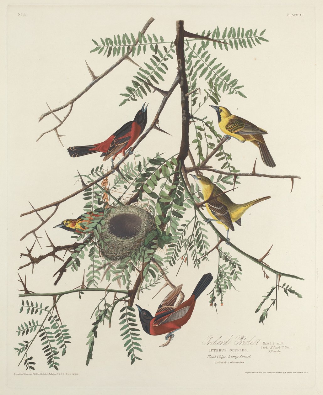wilga sadu autorstwa Robert Havell after John James Audubon
