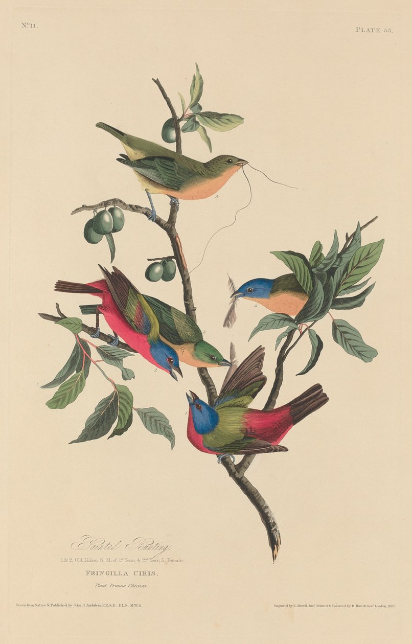 Malowana chorągiewka autorstwa Robert Havell after John James Audubon