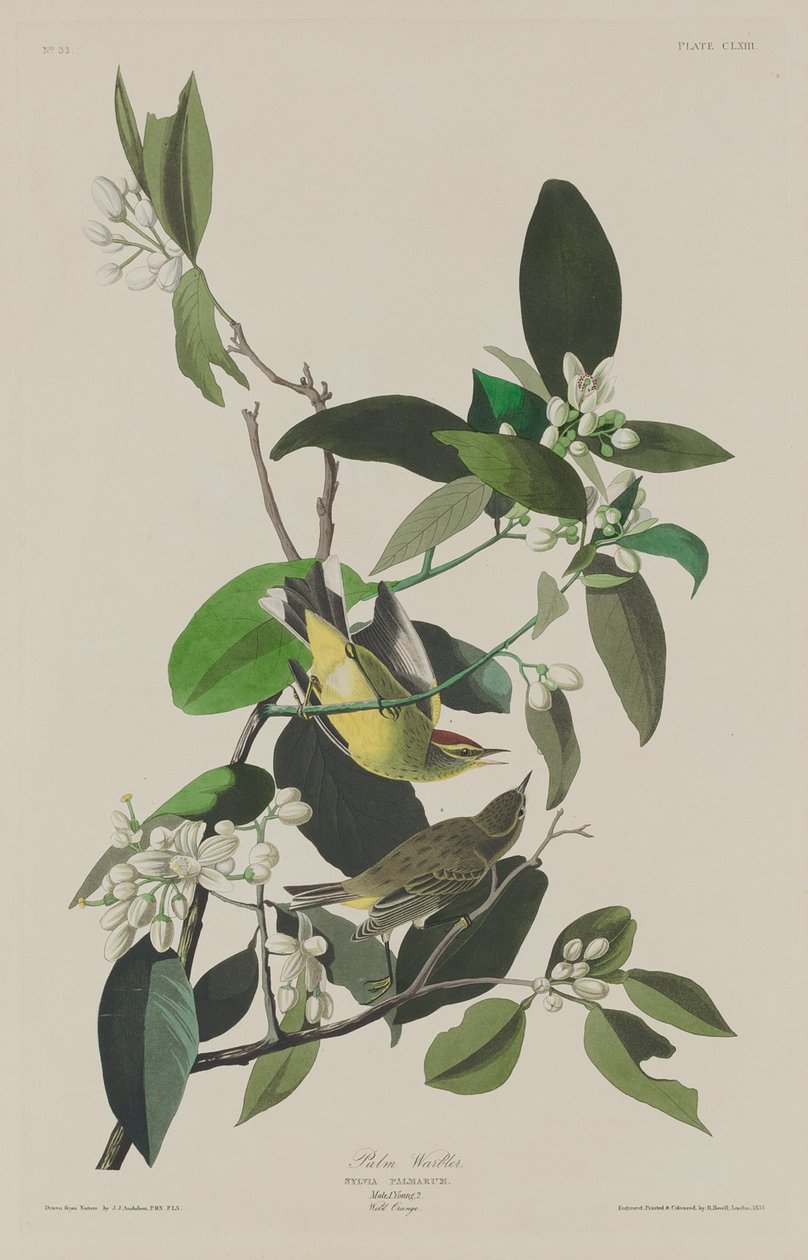 Pokrzewka palmowa autorstwa Robert Havell after John James Audubon