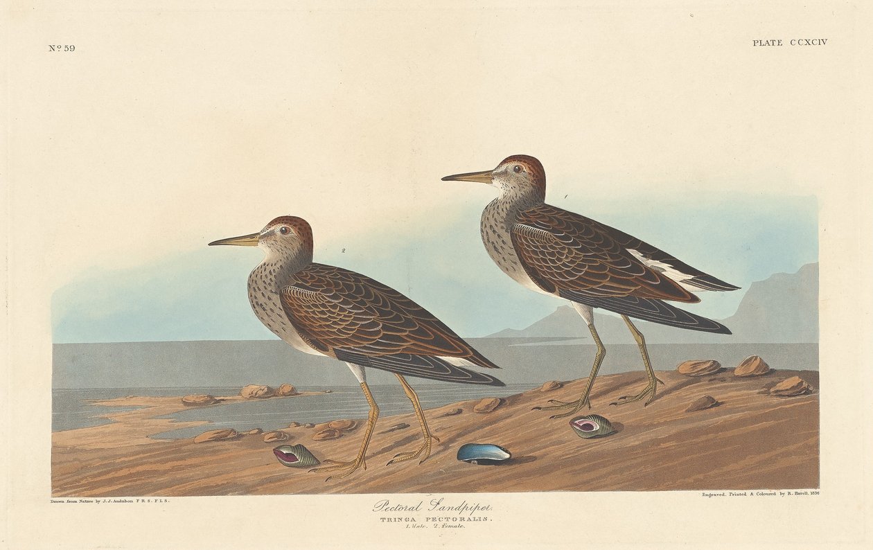 Piasek piersiowy autorstwa Robert Havell after John James Audubon