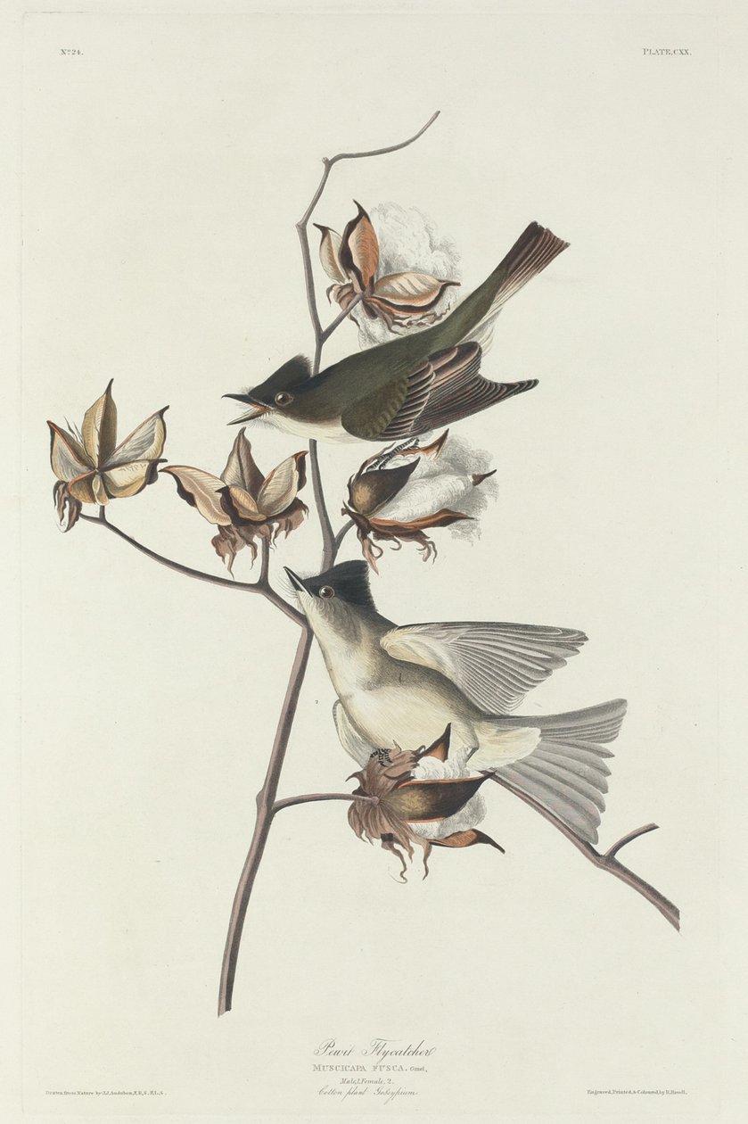 Muchołówka Pewit autorstwa Robert Havell after John James Audubon