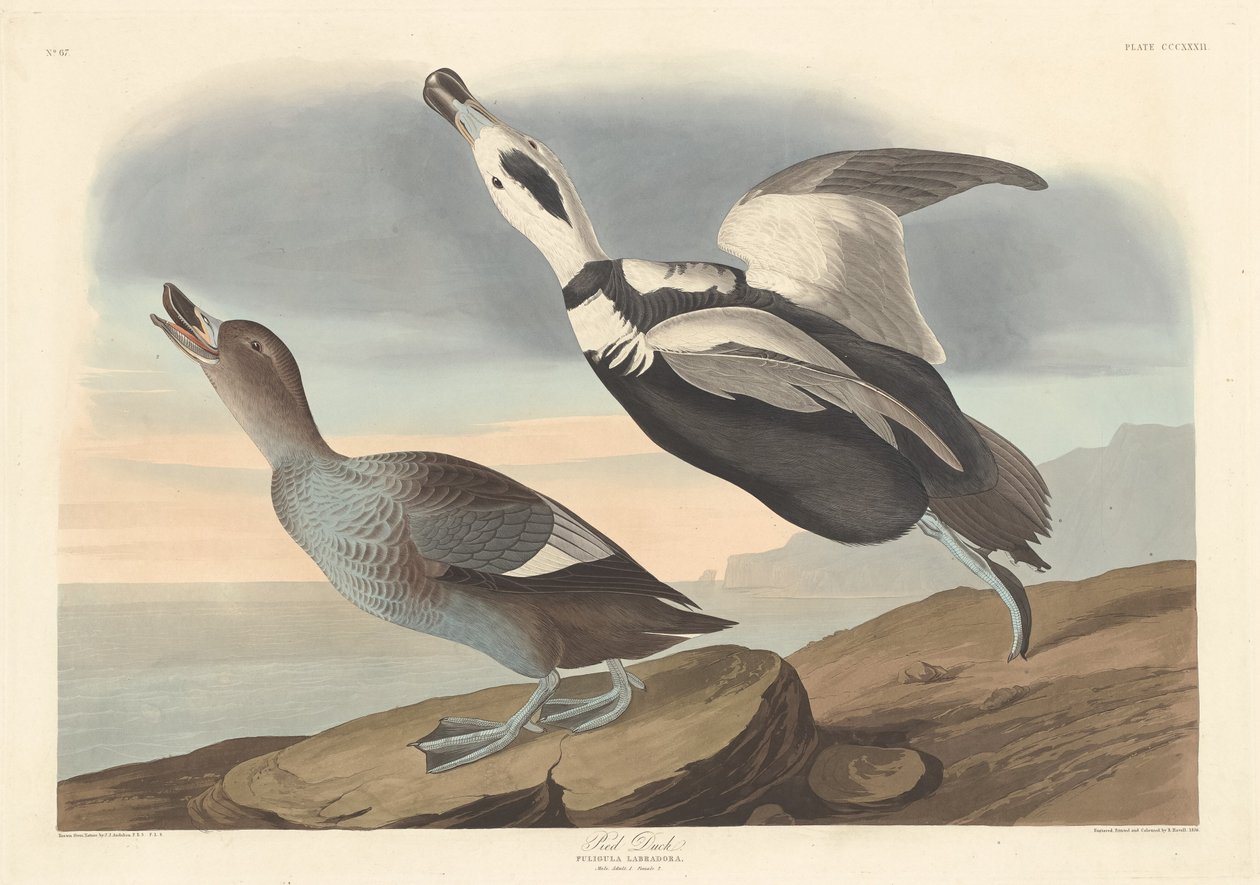 srokata kaczka autorstwa Robert Havell after John James Audubon