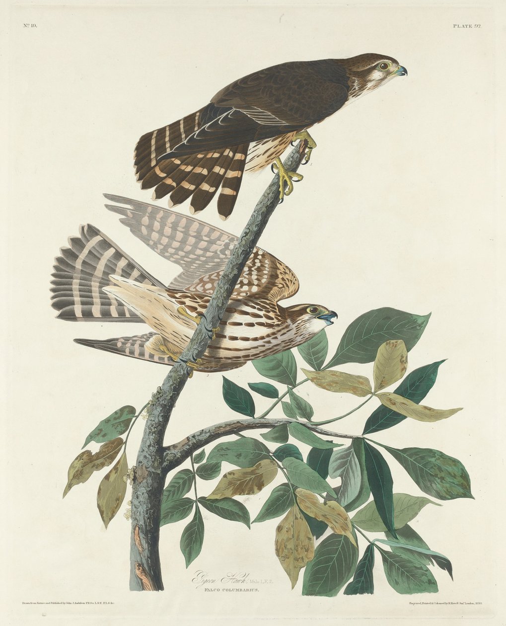 Gołąb Jastrząb autorstwa Robert Havell after John James Audubon