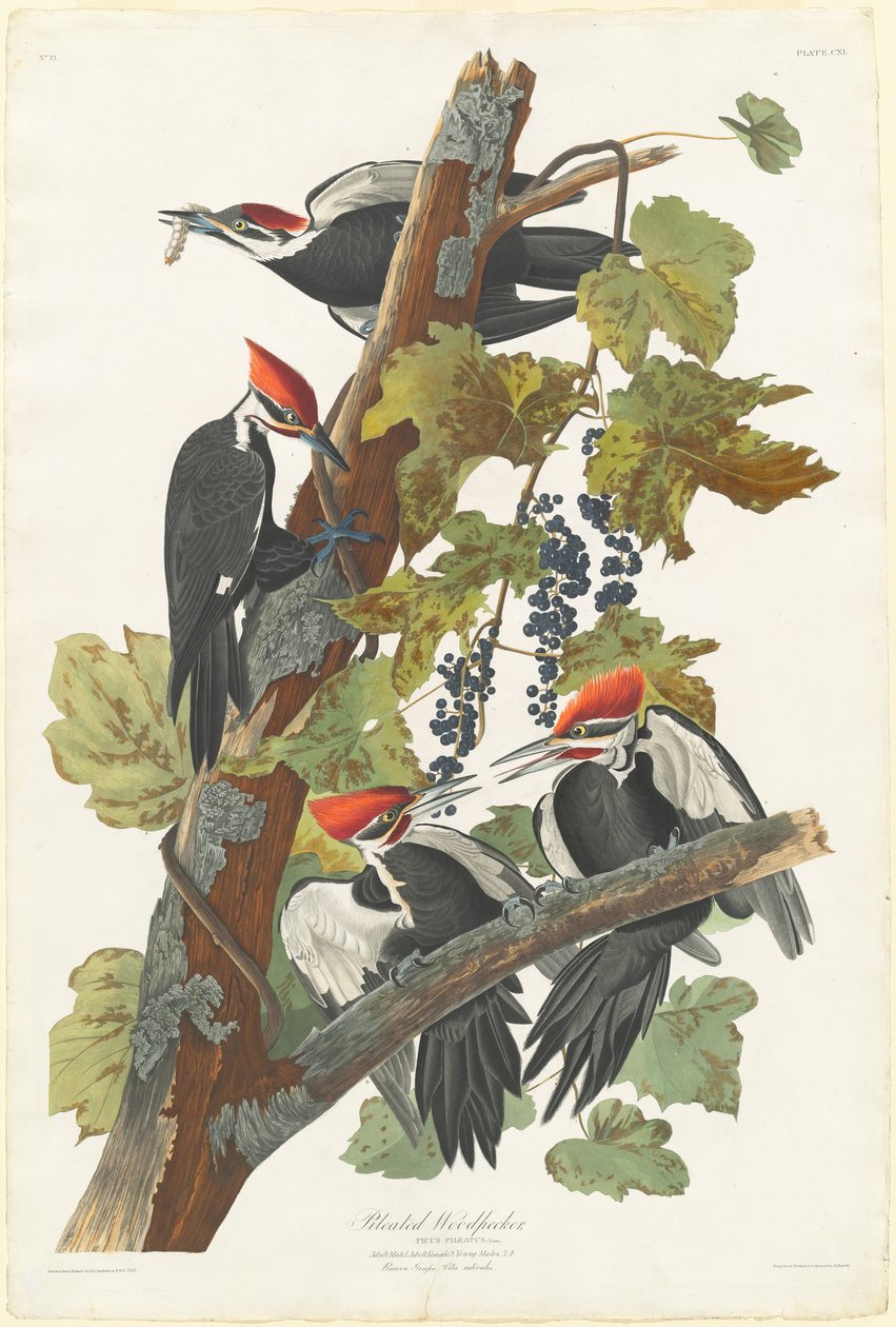 dzięcioł smukły autorstwa Robert Havell after John James Audubon