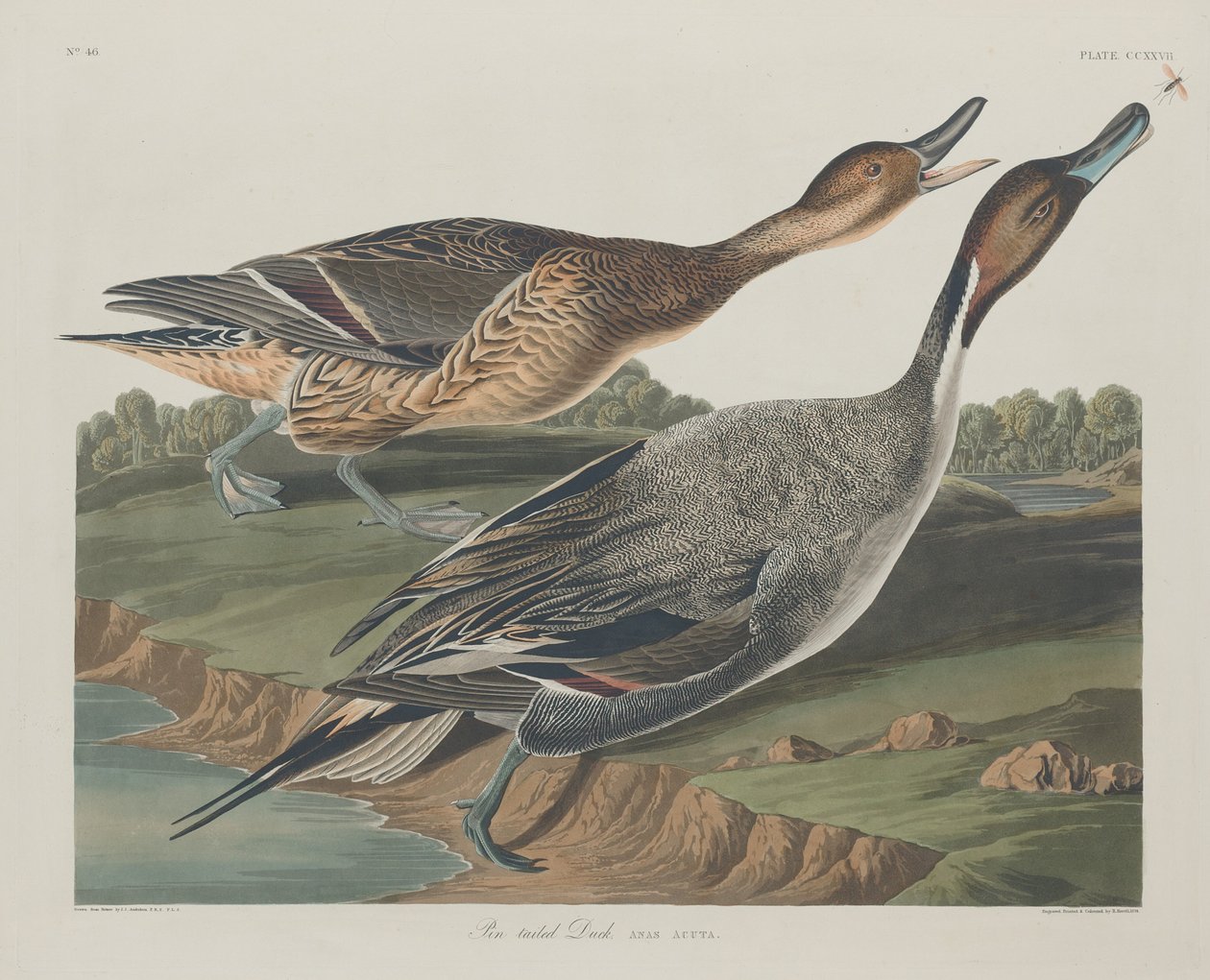 Kaczka szpilkowata autorstwa Robert Havell after John James Audubon