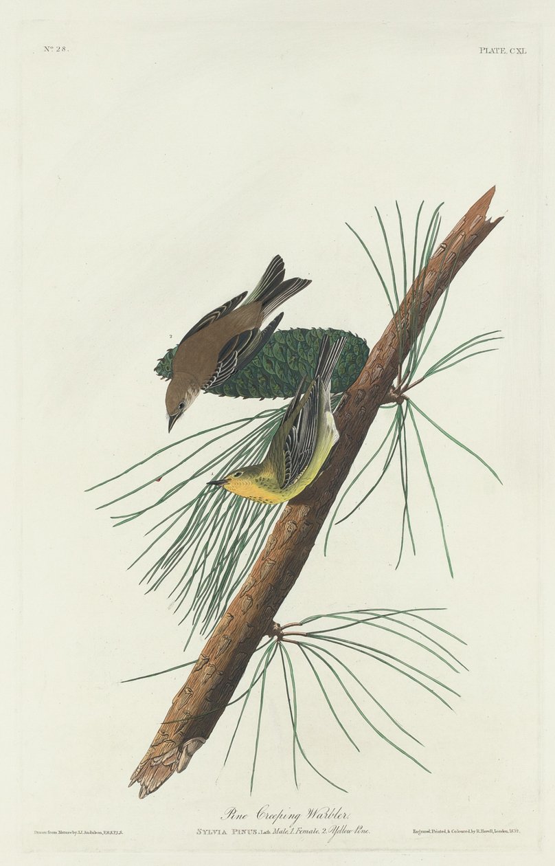 Pokrzewka pełzająca autorstwa Robert Havell after John James Audubon