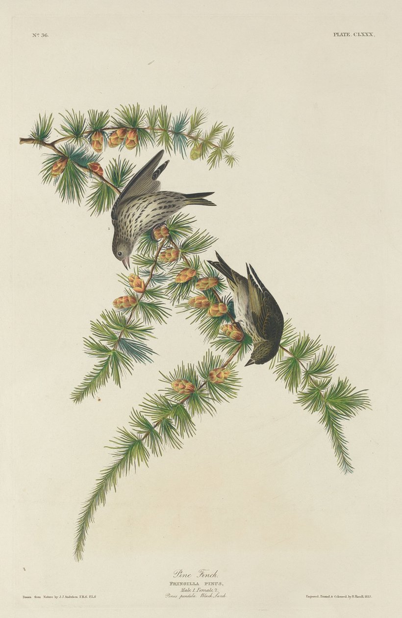 Dziwonia sosnowa autorstwa Robert Havell after John James Audubon