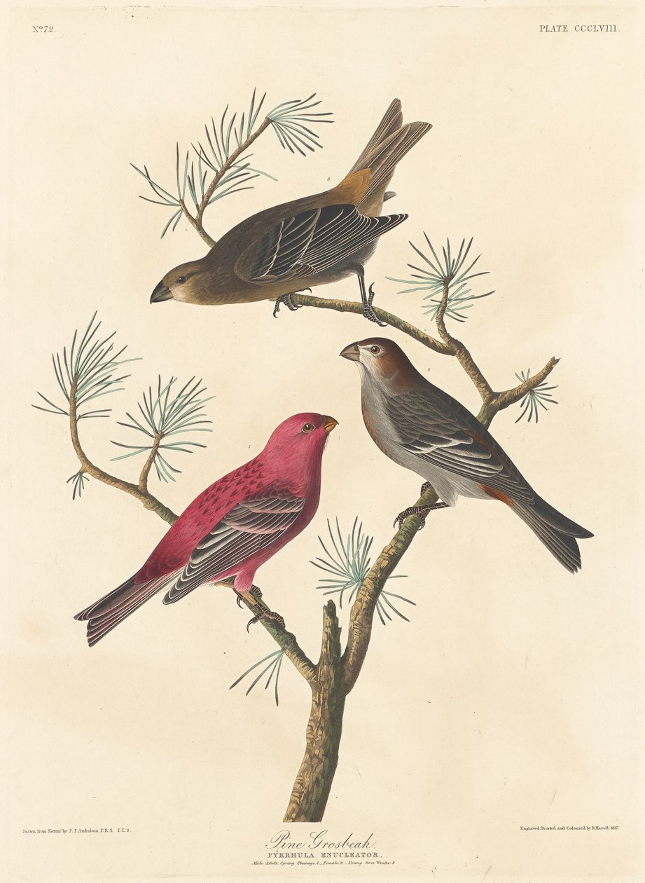 Sosnowy grubodziób autorstwa Robert Havell after John James Audubon