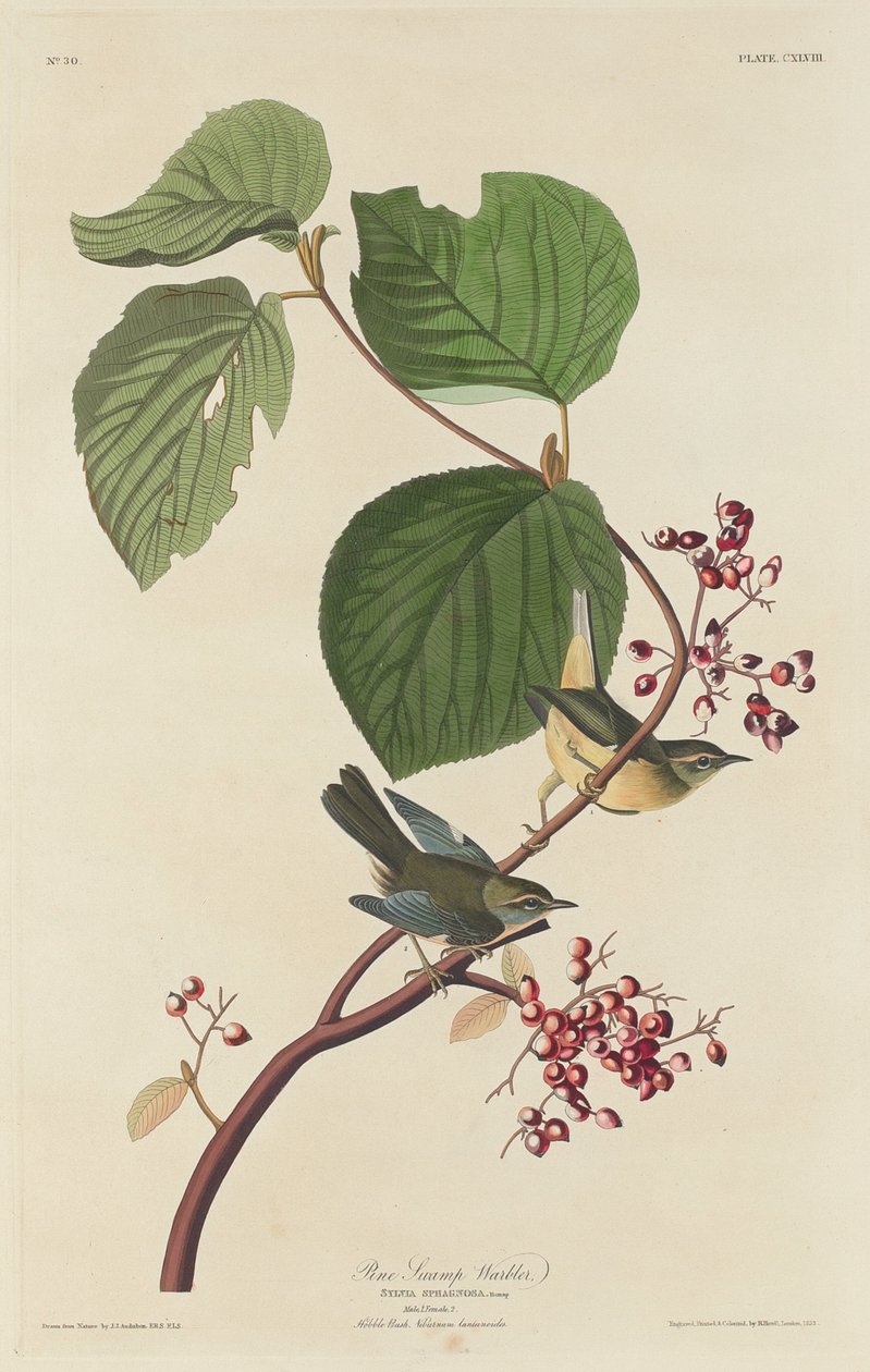 Pokrzewka sosnowa autorstwa Robert Havell after John James Audubon