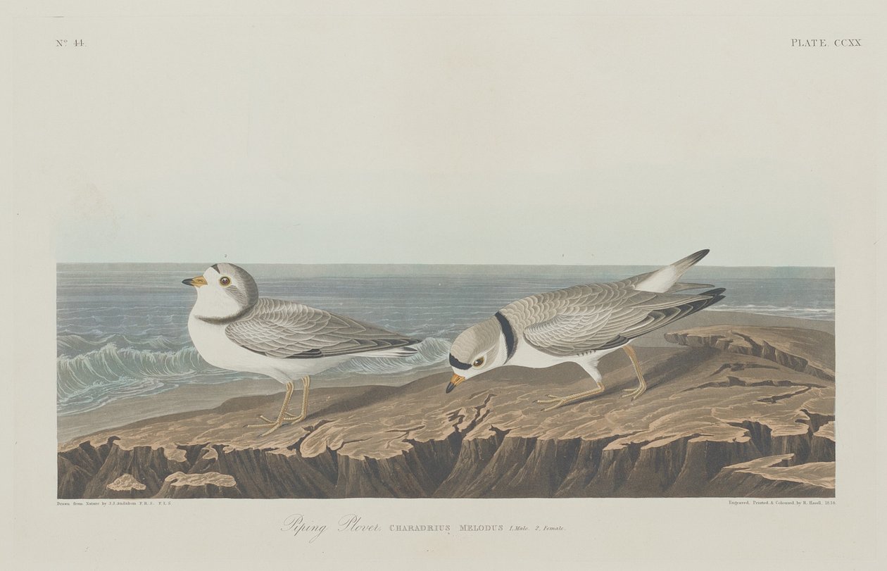 Sieweczka do rurociągów autorstwa Robert Havell after John James Audubon