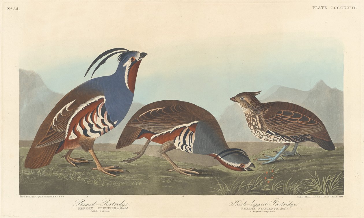 Kuropatwa pióropuszkowa i kuropatwa grubonożna autorstwa Robert Havell after John James Audubon