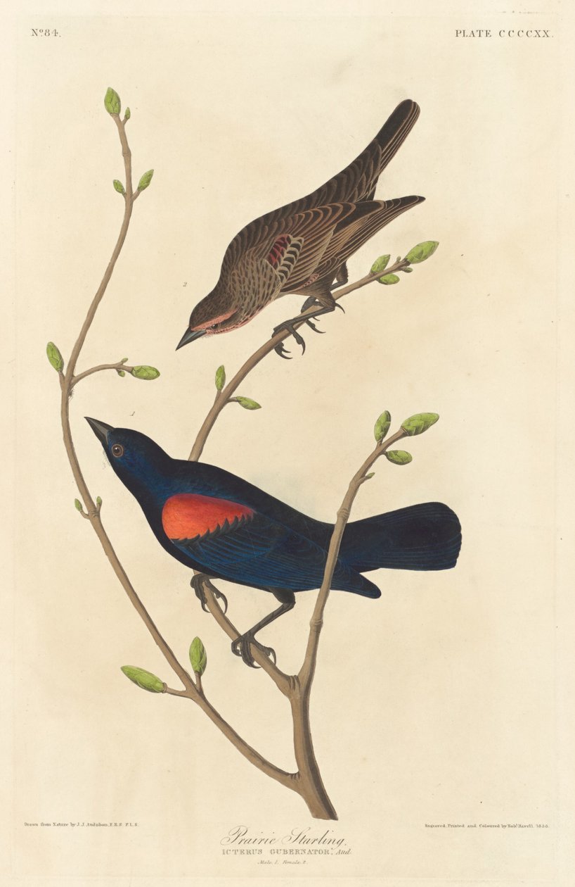 Szpak preriowy autorstwa Robert Havell after John James Audubon