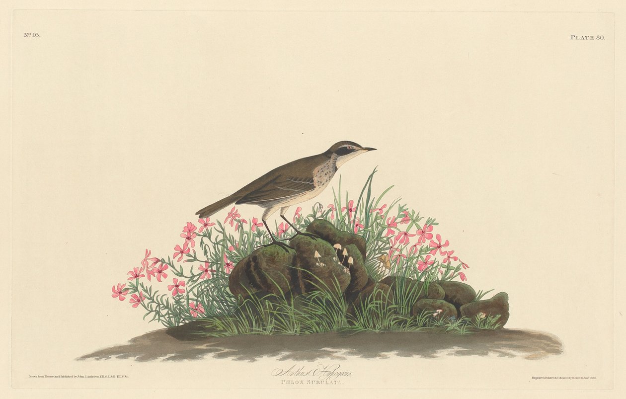 Arkusz tytułowy prerii autorstwa Robert Havell after John James Audubon