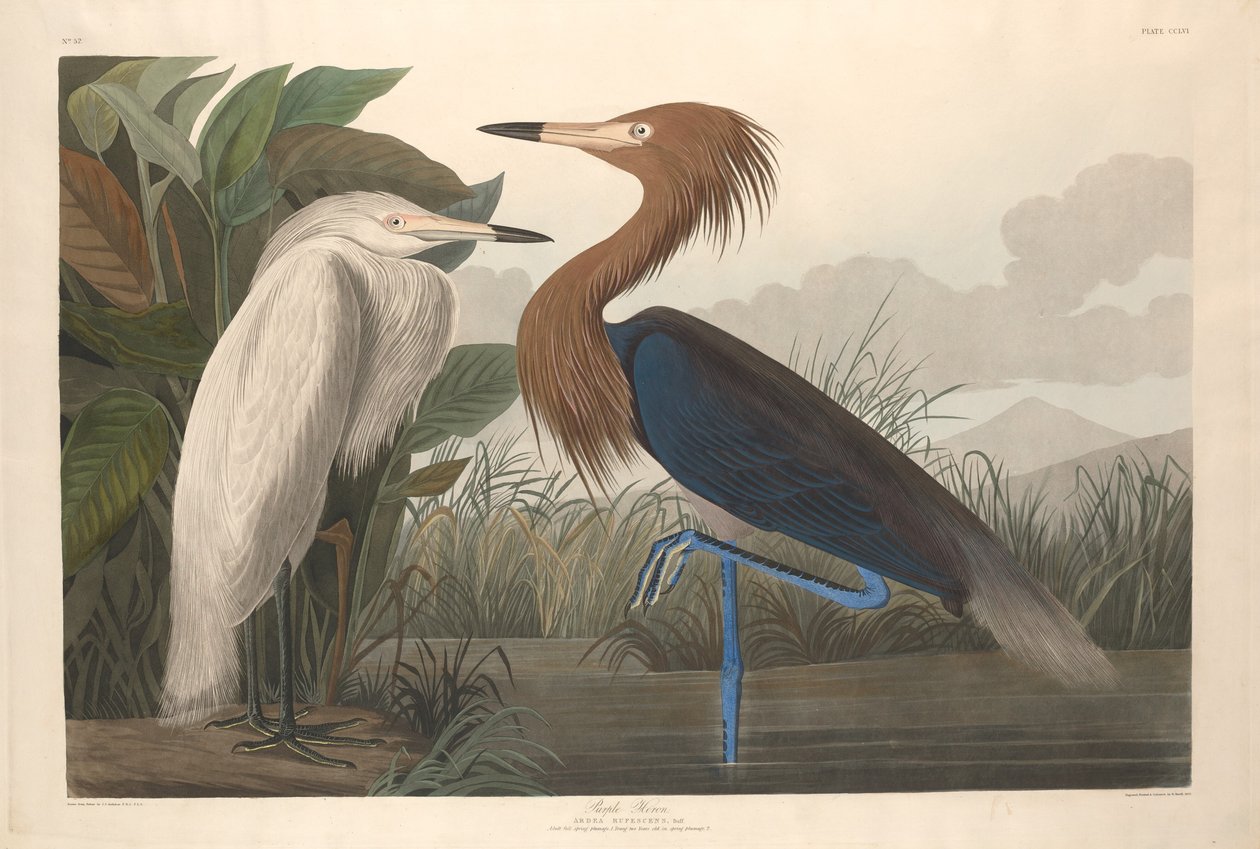 Fioletowa czapla autorstwa Robert Havell after John James Audubon