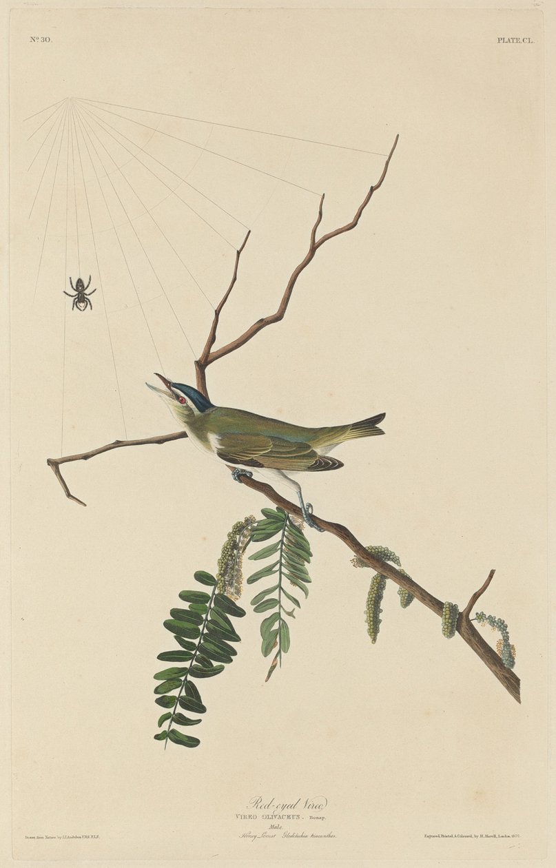 Czerwonooki Vireo autorstwa Robert Havell after John James Audubon