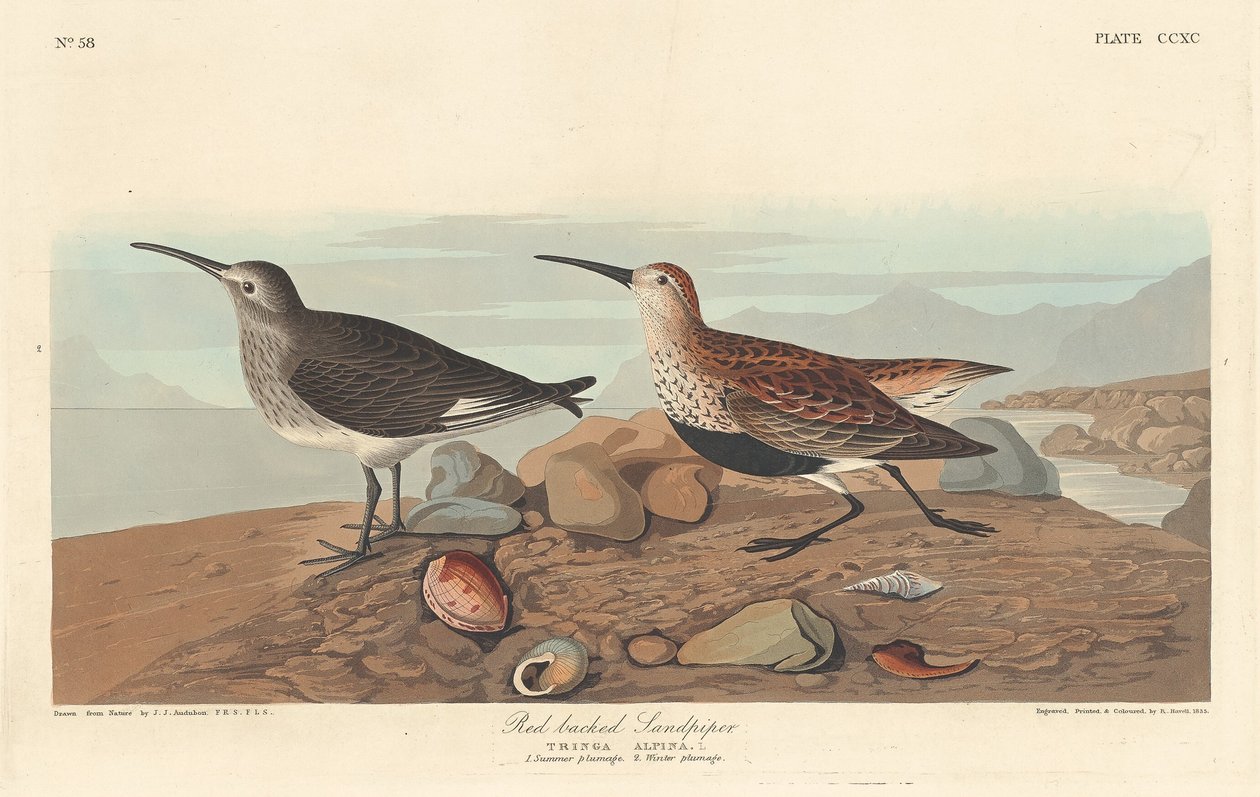 Biegun czerwonogrzbiety autorstwa Robert Havell after John James Audubon