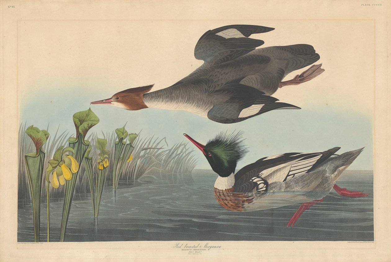 Nurogęś czerwonopierśny autorstwa Robert Havell after John James Audubon
