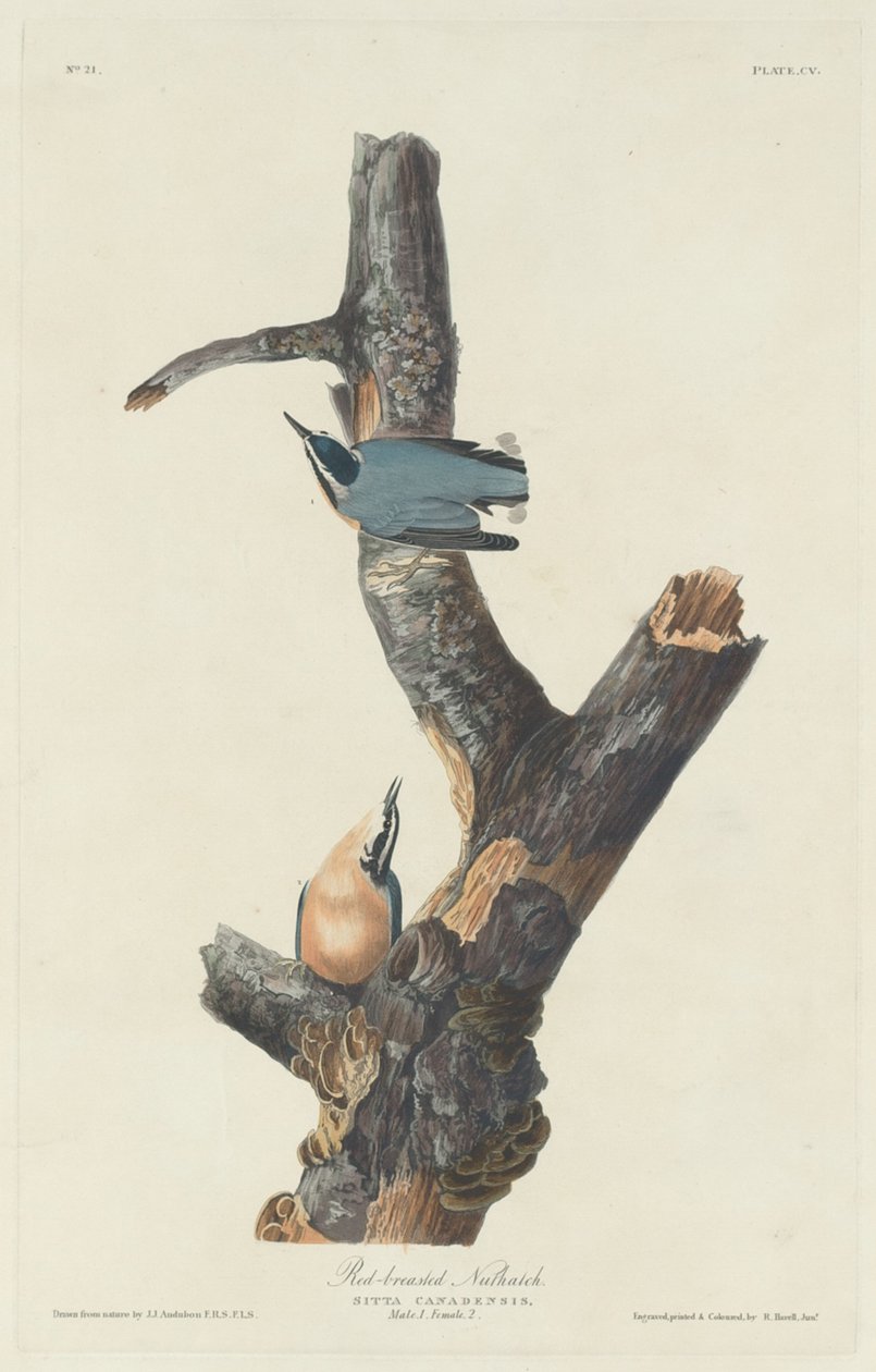 Kowalik czerwonopierśny autorstwa Robert Havell after John James Audubon