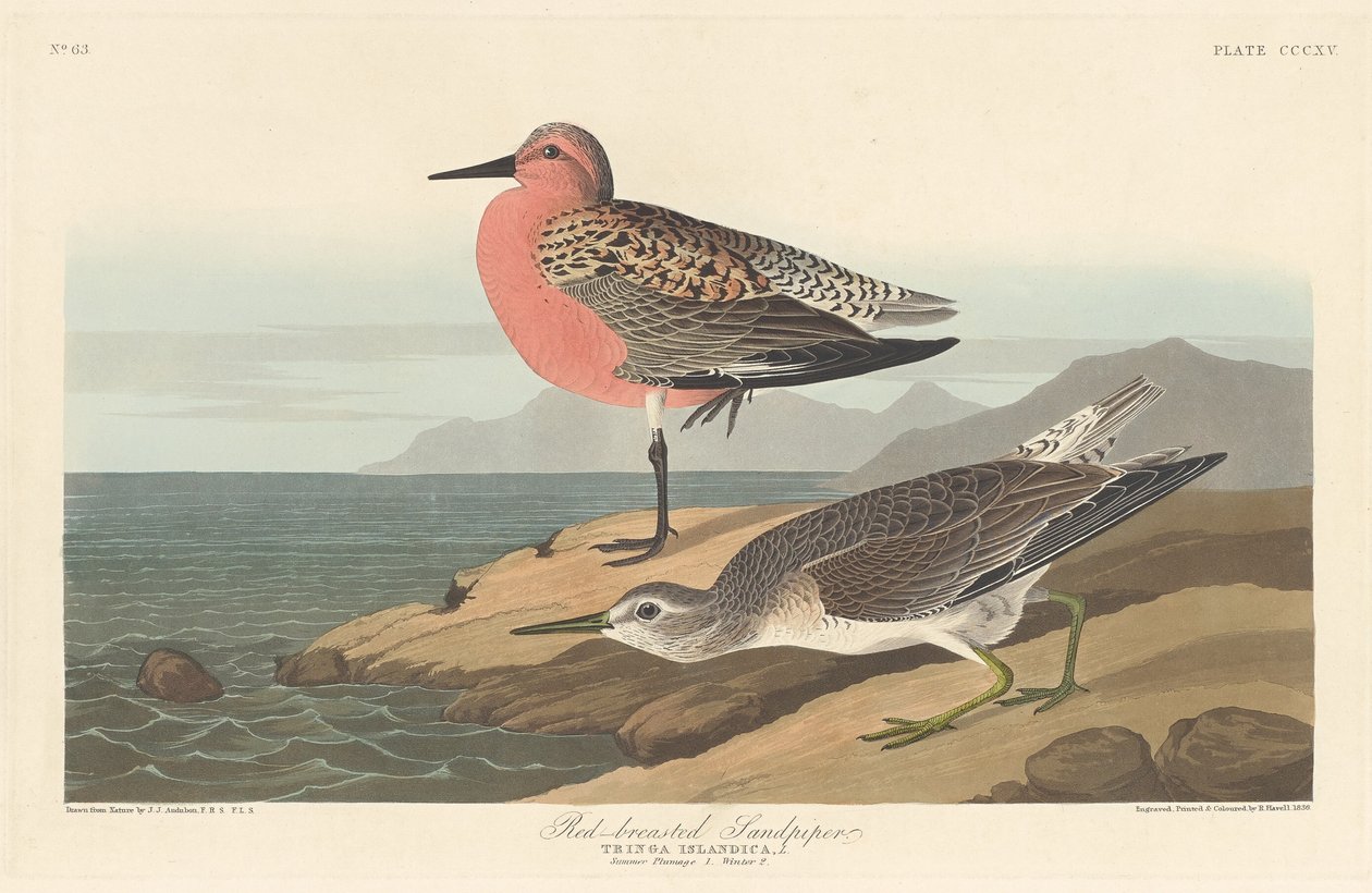 Brodzik czerwonobrzuchy autorstwa Robert Havell after John James Audubon