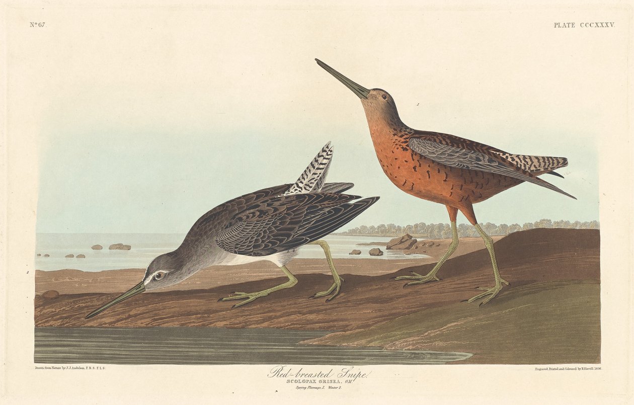 bekas czerwonolistny autorstwa Robert Havell after John James Audubon