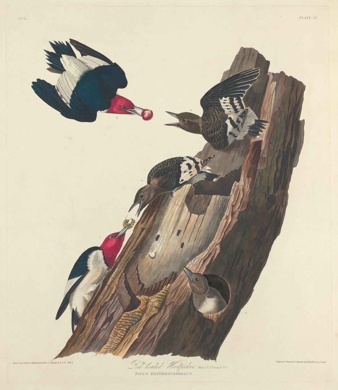 Dzięcioł rudogłowy autorstwa Robert Havell after John James Audubon