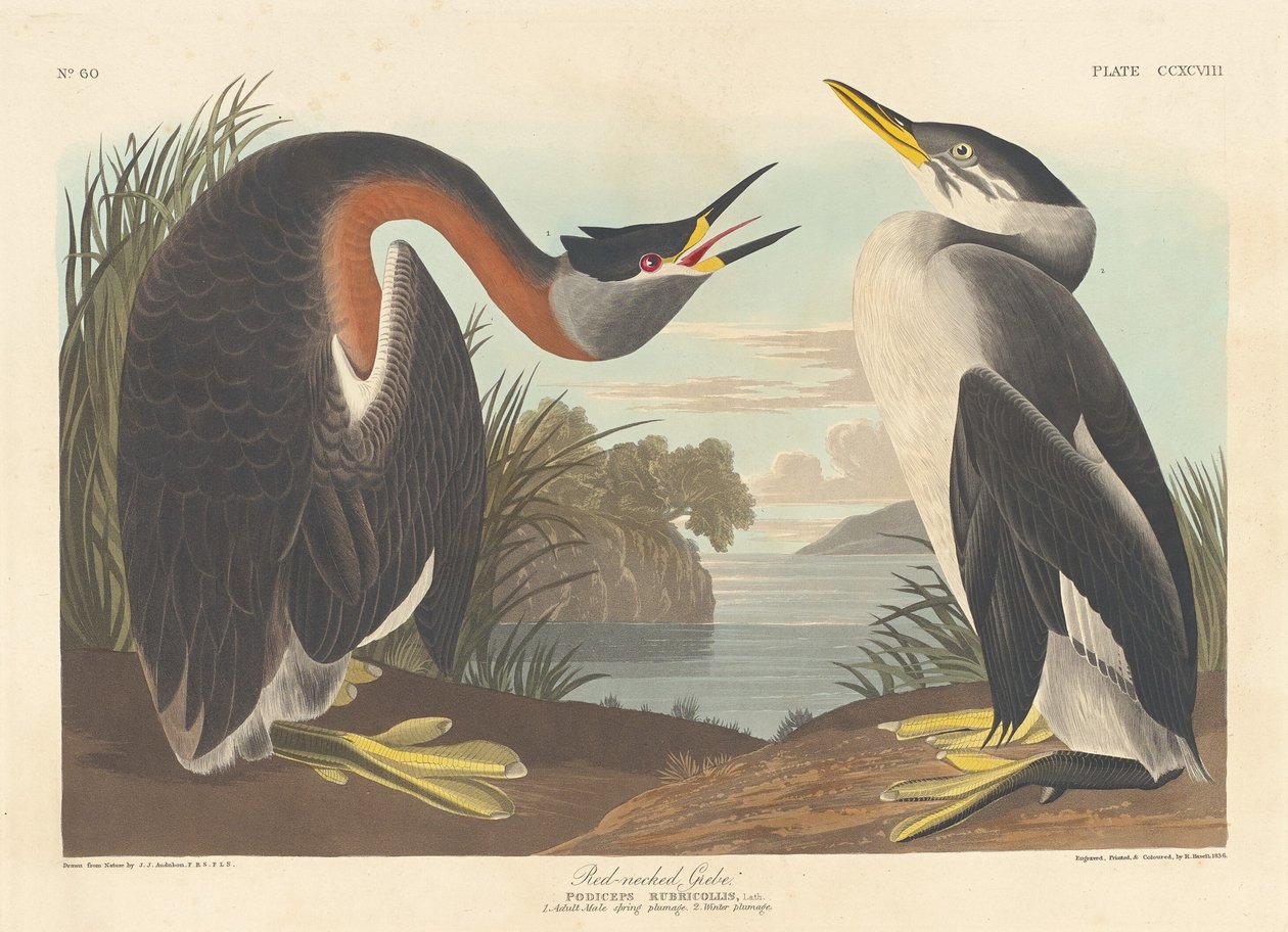 perkoz rdzawoszyi autorstwa Robert Havell after John James Audubon