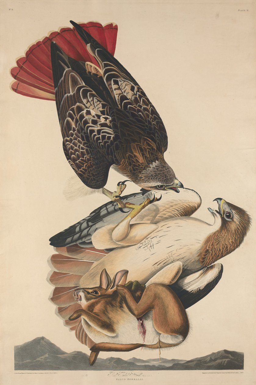 Jastrząb z czerwonym ogonem autorstwa Robert Havell after John James Audubon