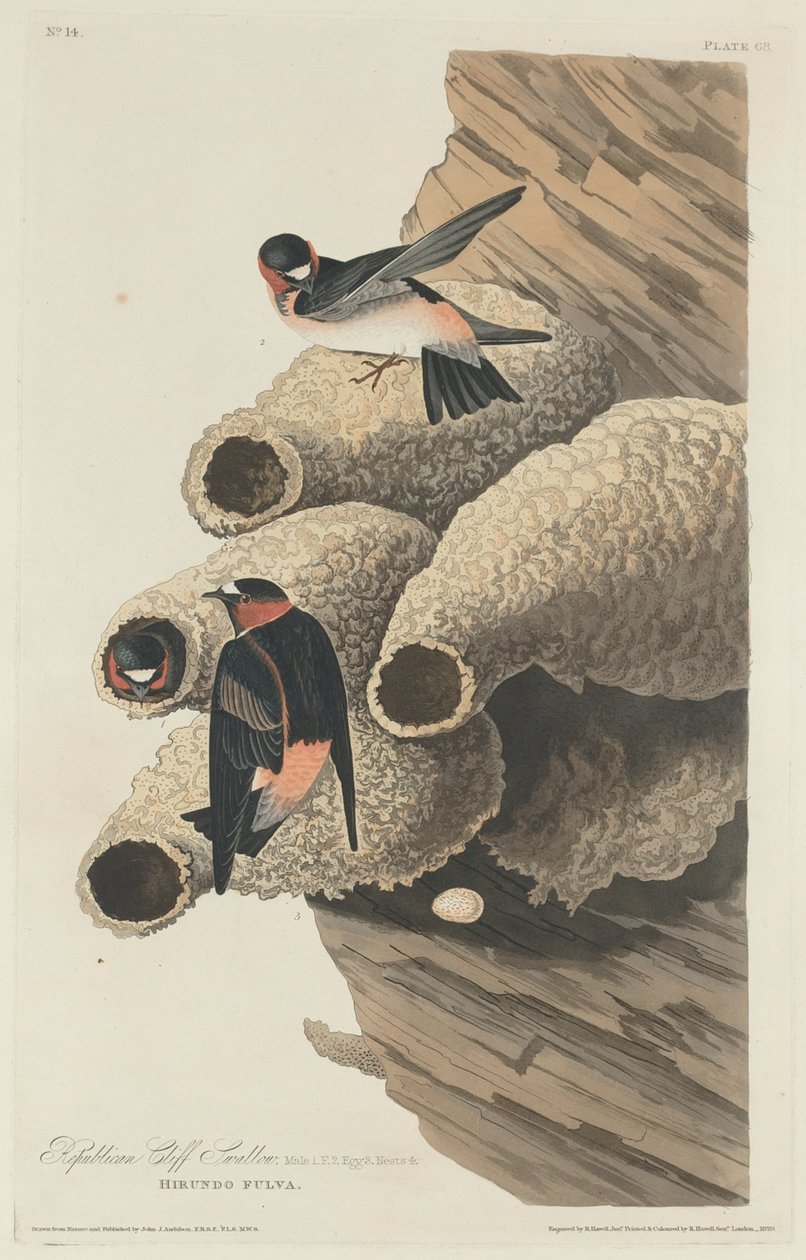 Republikańska jaskółka klifu autorstwa Robert Havell after John James Audubon