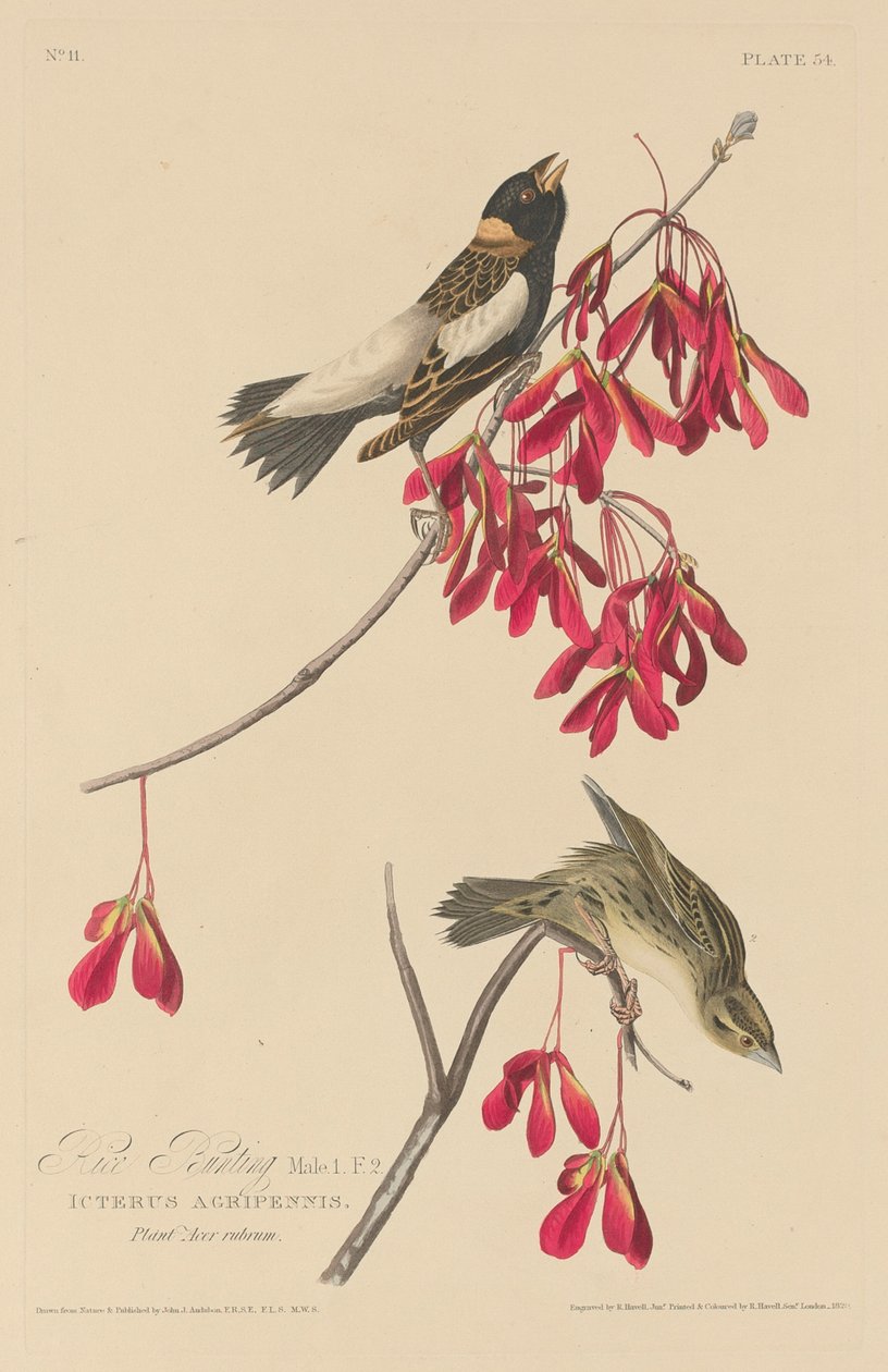 Bunting ryżowy autorstwa Robert Havell after John James Audubon