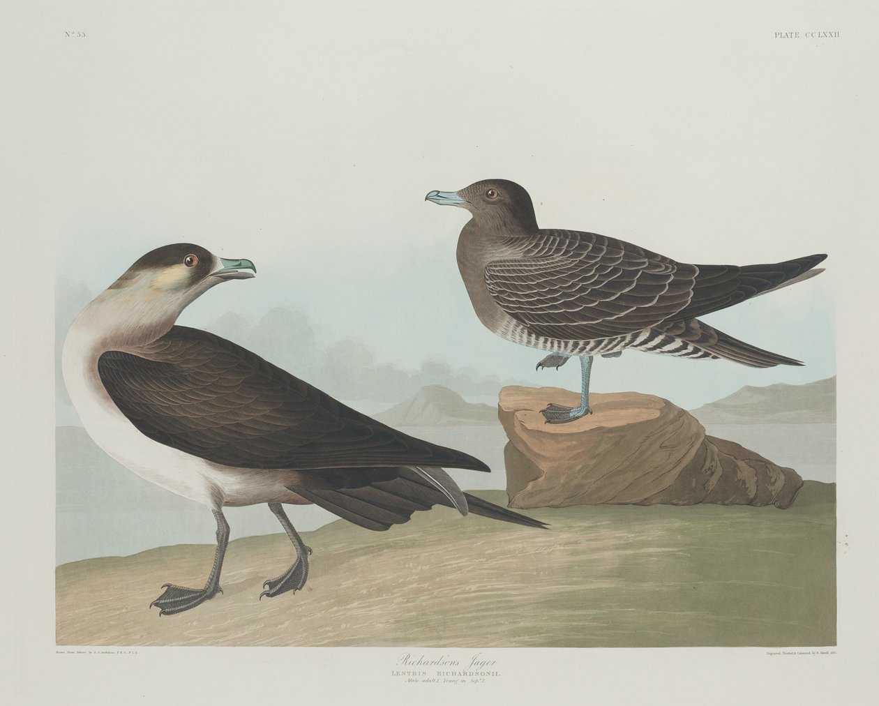 Jager Richardsona autorstwa Robert Havell after John James Audubon