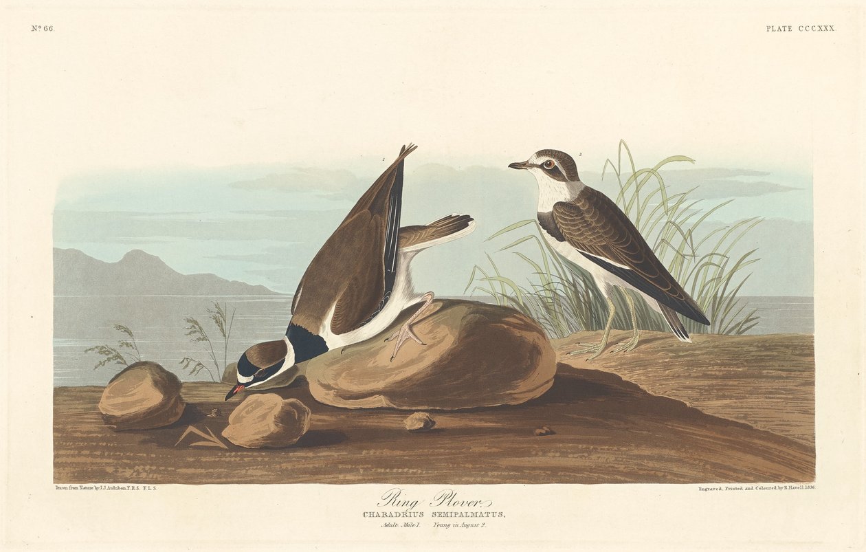 Sieweczka pierścieniowa autorstwa Robert Havell after John James Audubon