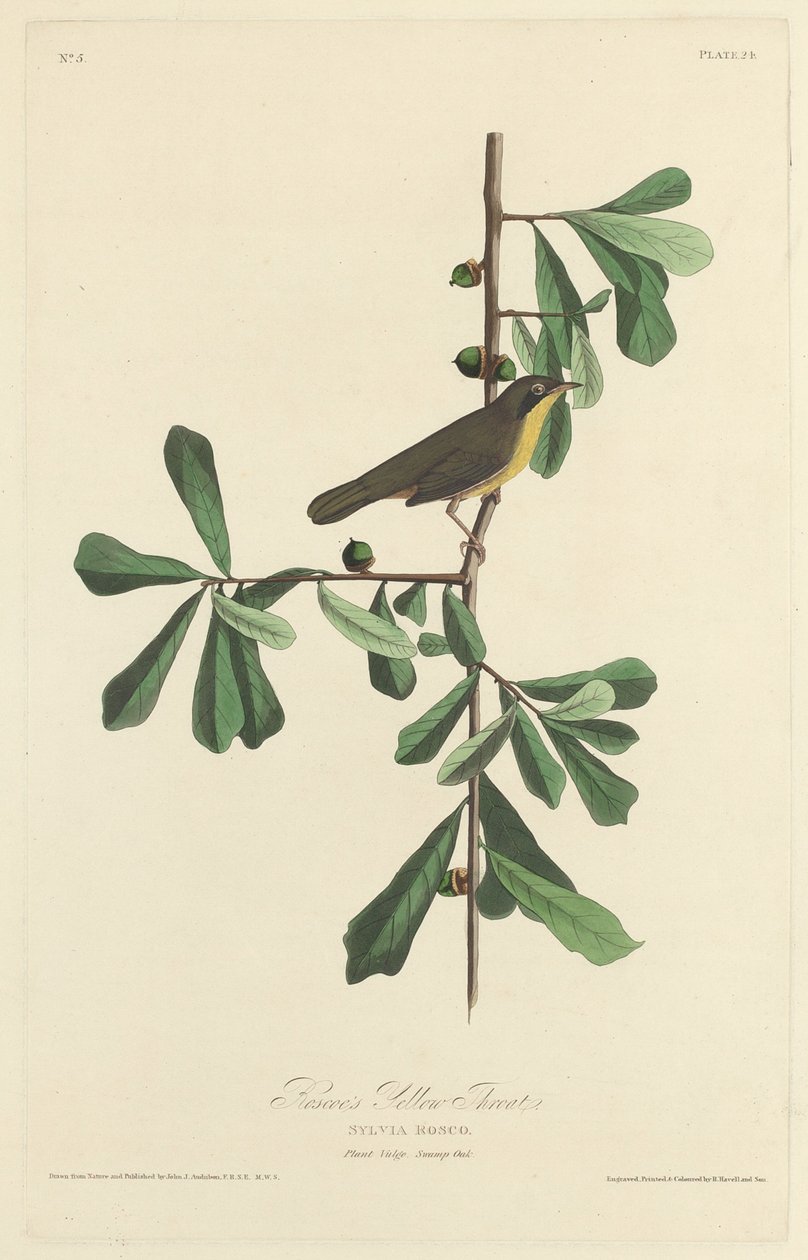 Żółte Gardło Roscoe autorstwa Robert Havell after John James Audubon
