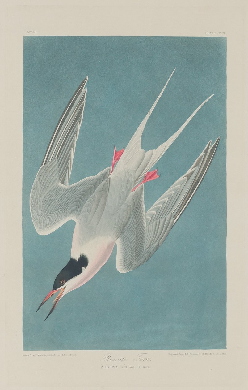 Różowa rybitwa autorstwa Robert Havell after John James Audubon