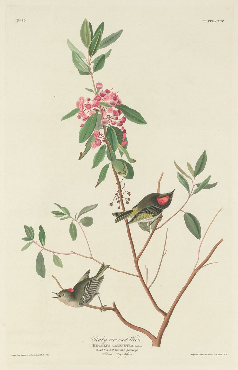 Wren . w koronie rubinowej autorstwa Robert Havell after John James Audubon