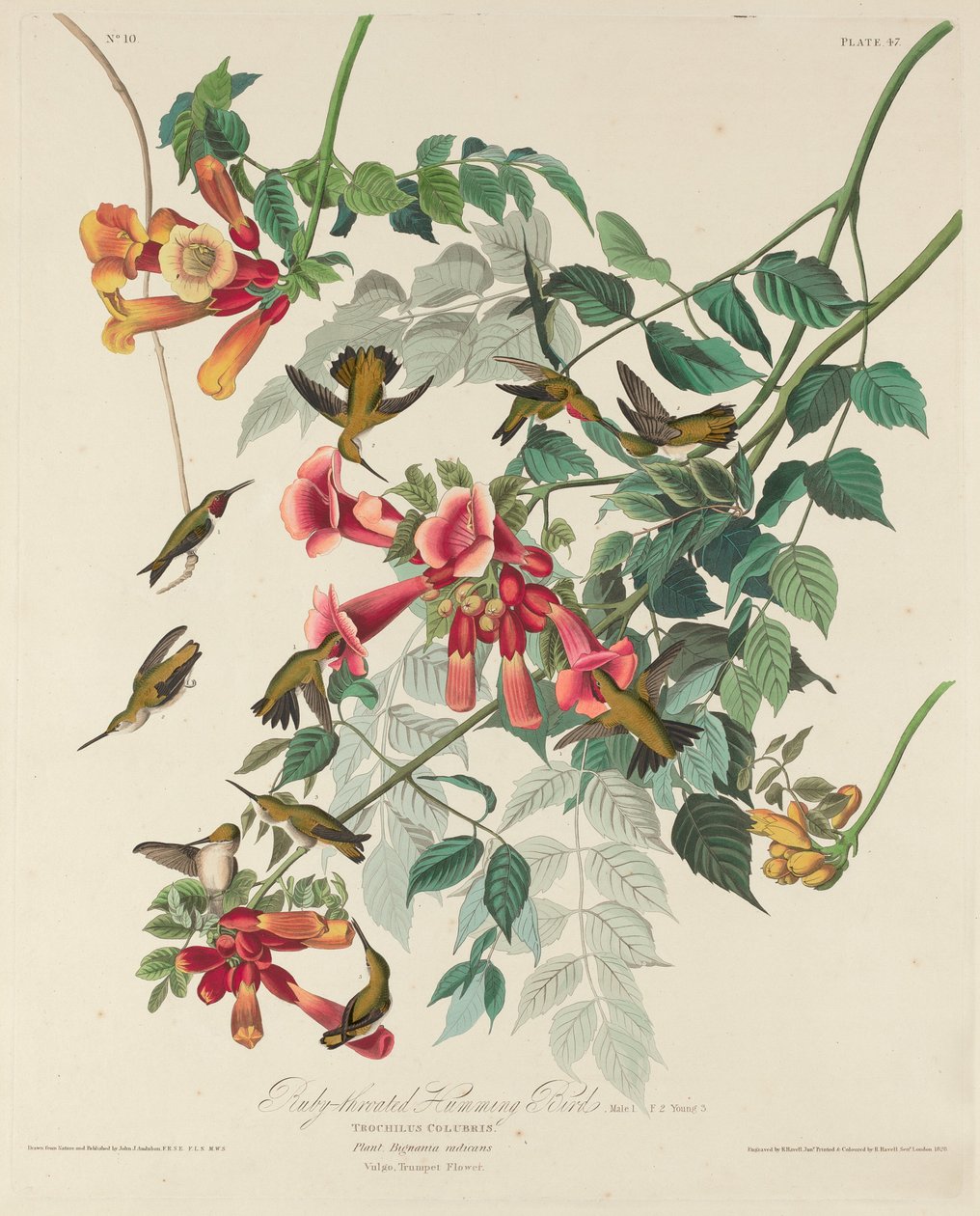 Koliber rubinowy autorstwa Robert Havell after John James Audubon