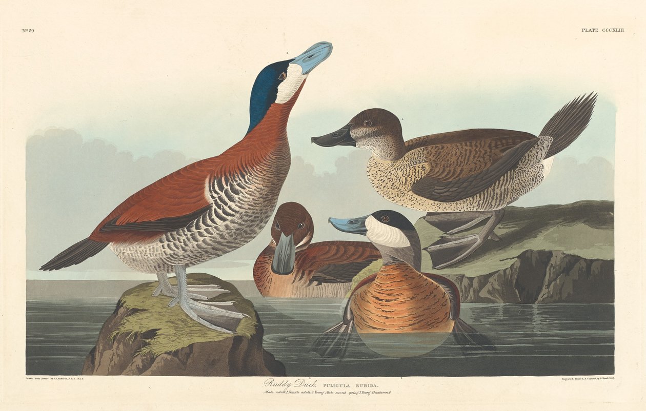 Rumiana Kaczka autorstwa Robert Havell after John James Audubon
