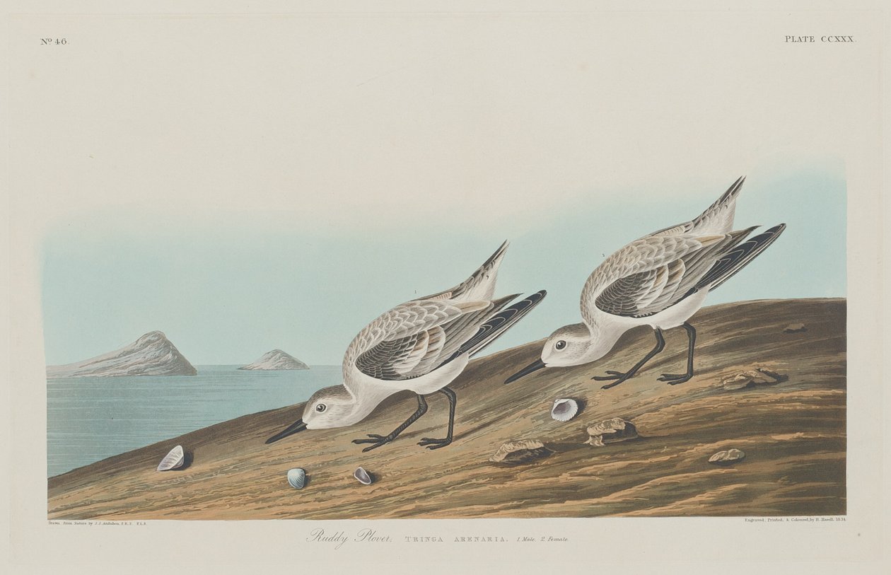 Rumiana Sieweczka autorstwa Robert Havell after John James Audubon