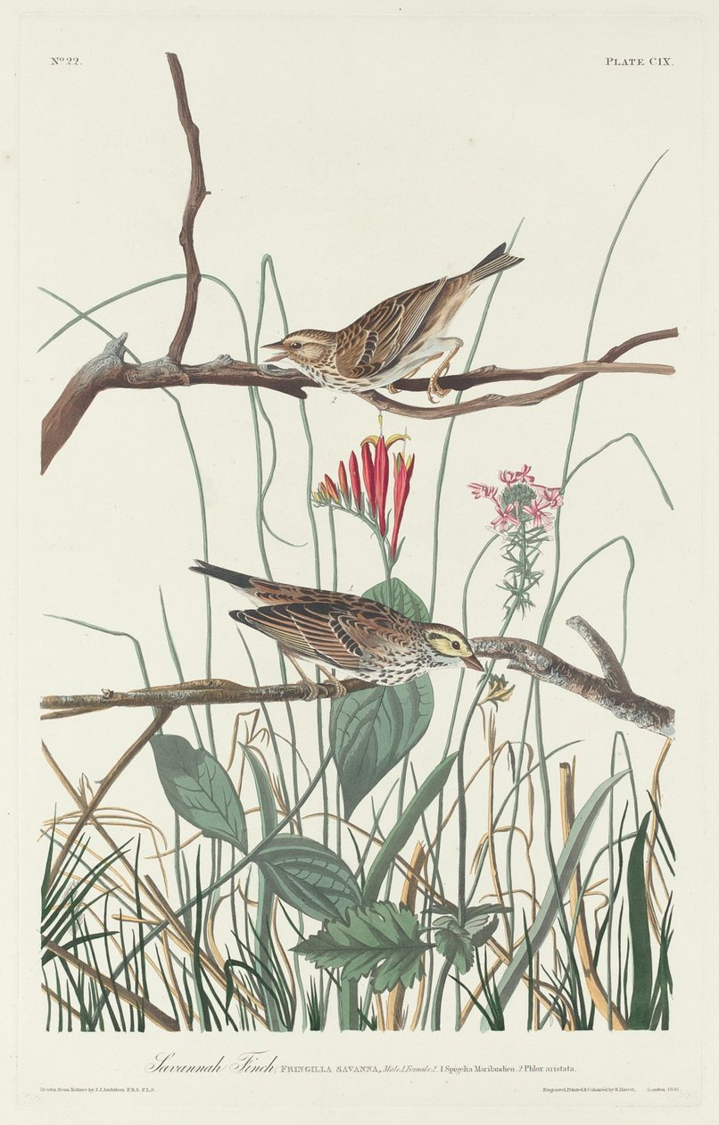 Savannah Finch autorstwa Robert Havell after John James Audubon