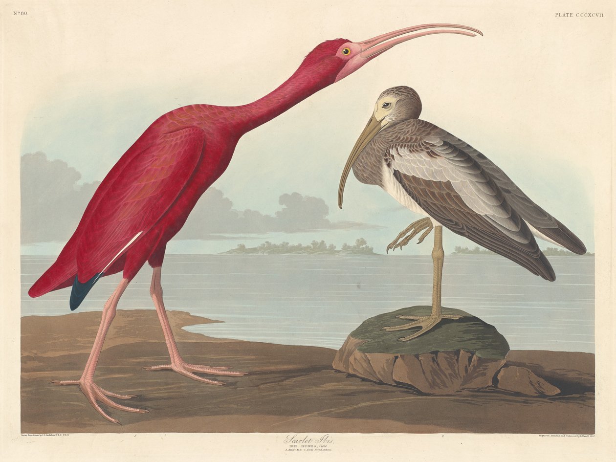 Ibis szkarłatny autorstwa Robert Havell after John James Audubon