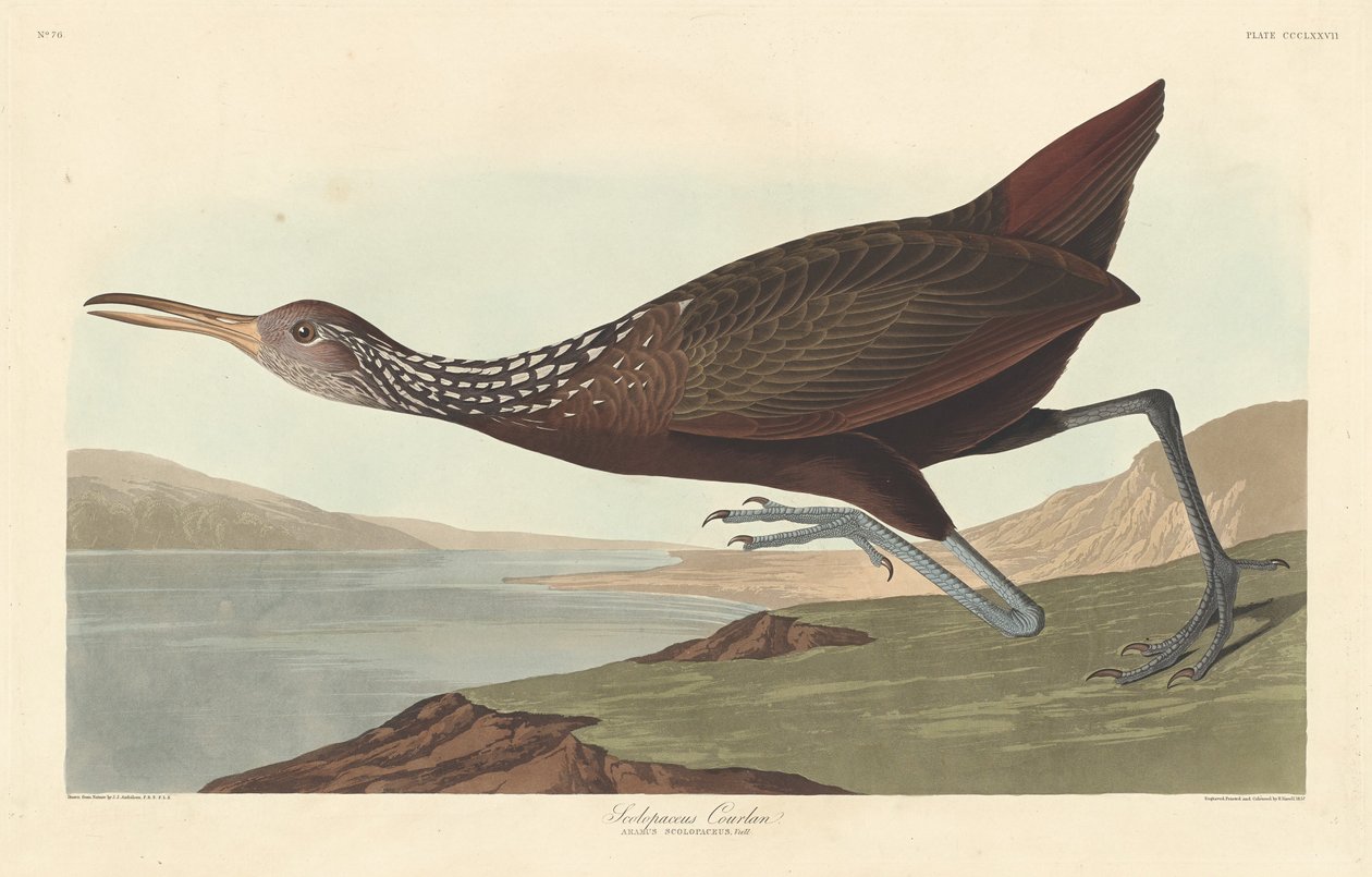 Scolopaceus Courlan autorstwa Robert Havell after John James Audubon