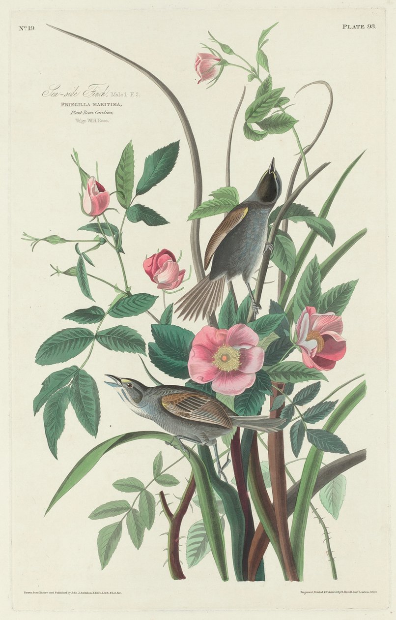 Dziwonia nadmorska autorstwa Robert Havell after John James Audubon