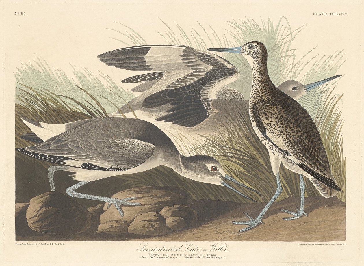 Półpalczasty bekas lub Willet autorstwa Robert Havell after John James Audubon