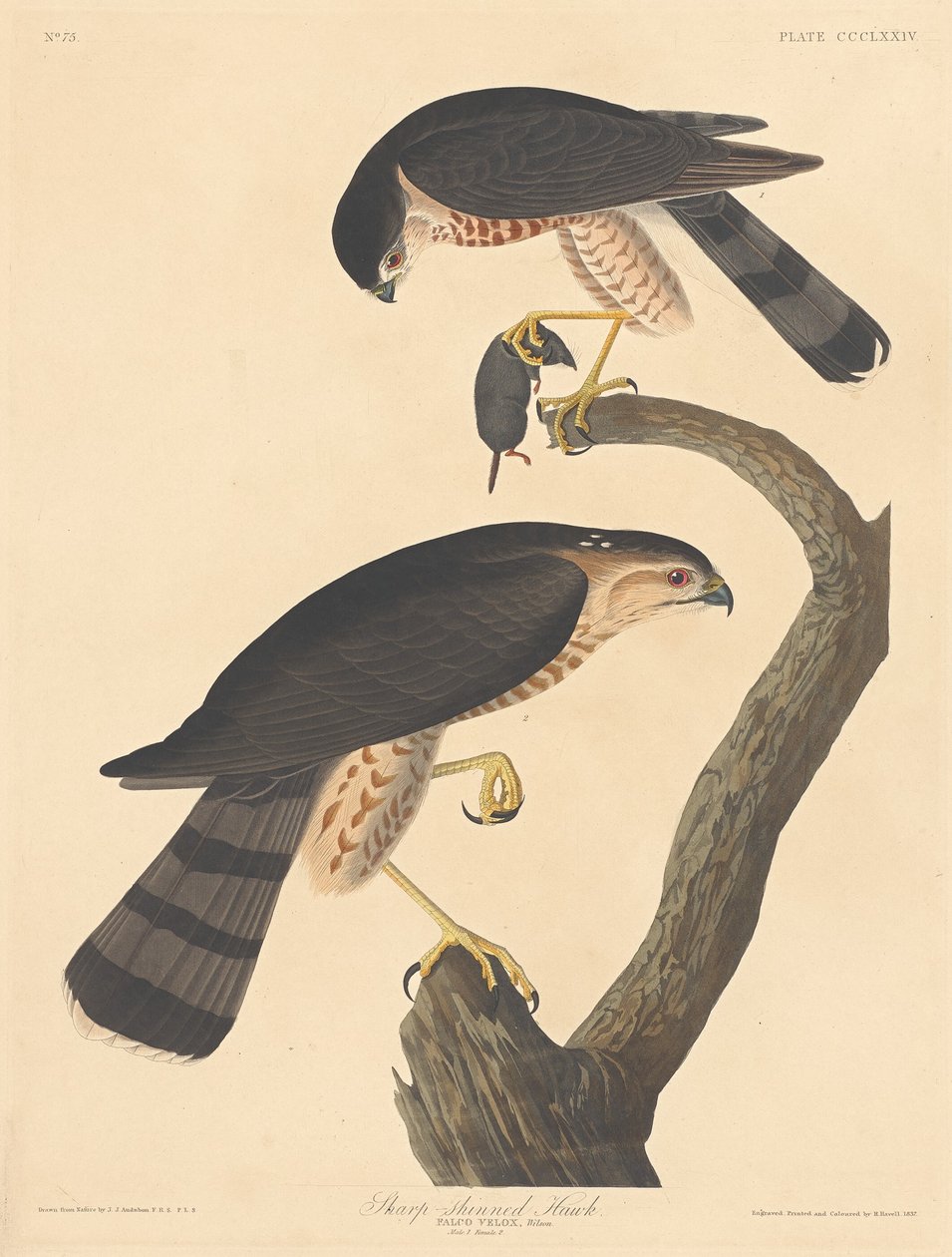 Jastrząb o ostrych nogach autorstwa Robert Havell after John James Audubon