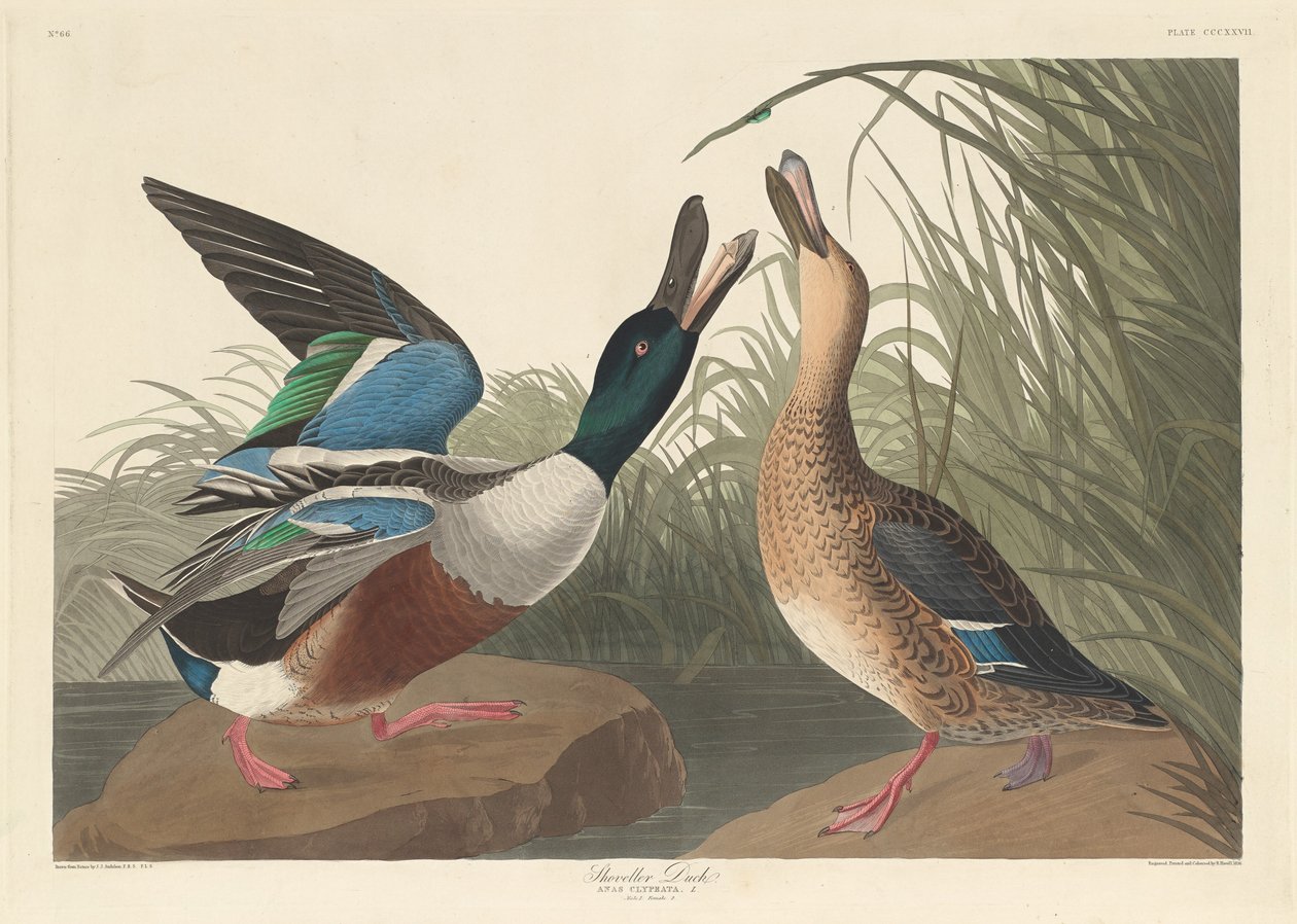 Kaczka Łopata autorstwa Robert Havell after John James Audubon