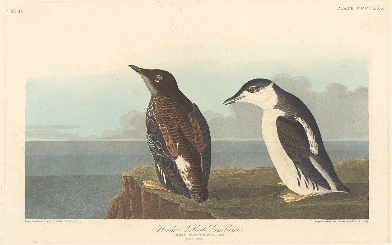Guillemot smukły autorstwa Robert Havell after John James Audubon