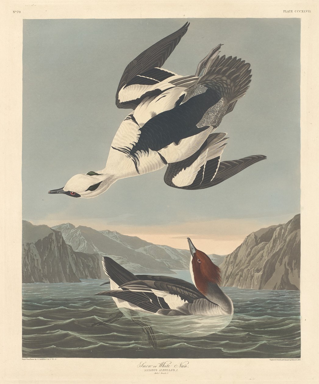 Bielaczek lub biała zakonnica autorstwa Robert Havell after John James Audubon