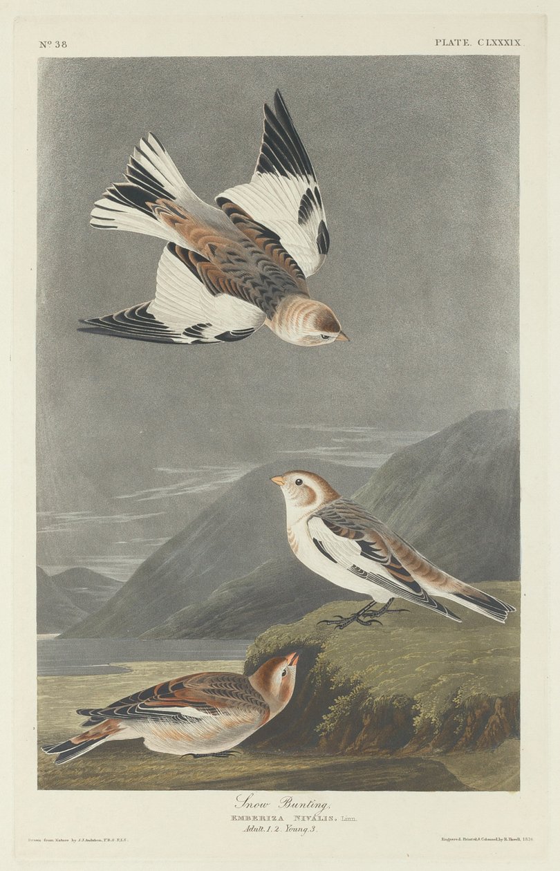 Trznadel śnieżny autorstwa Robert Havell after John James Audubon