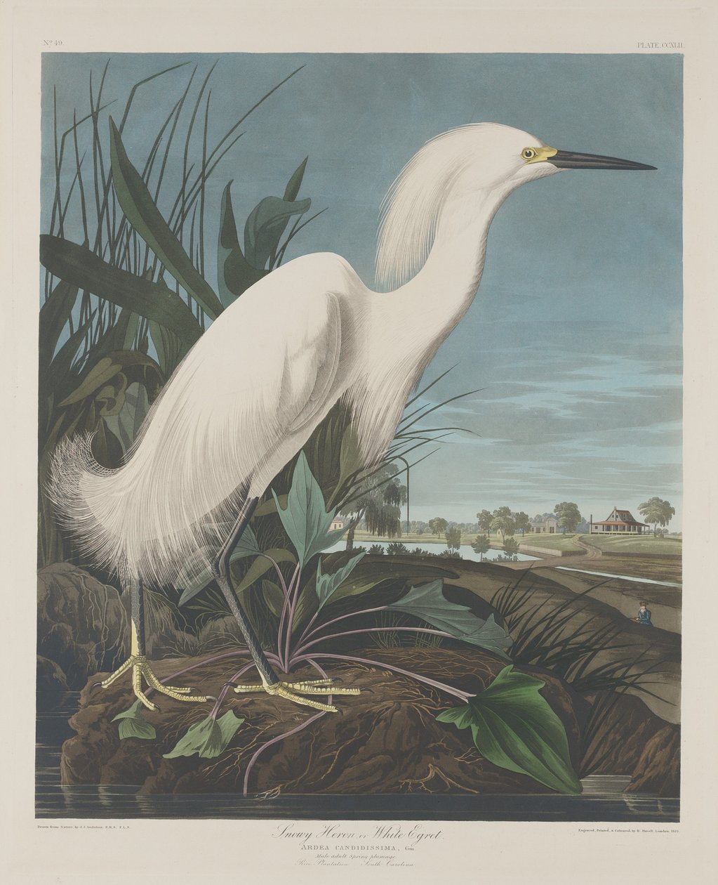 Czapla śnieżna lub biała czapla autorstwa Robert Havell after John James Audubon
