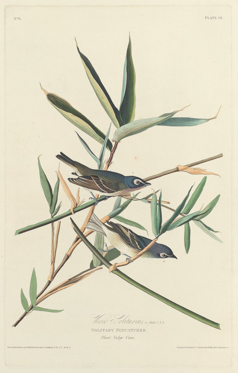 Samotny muchołówka autorstwa Robert Havell after John James Audubon