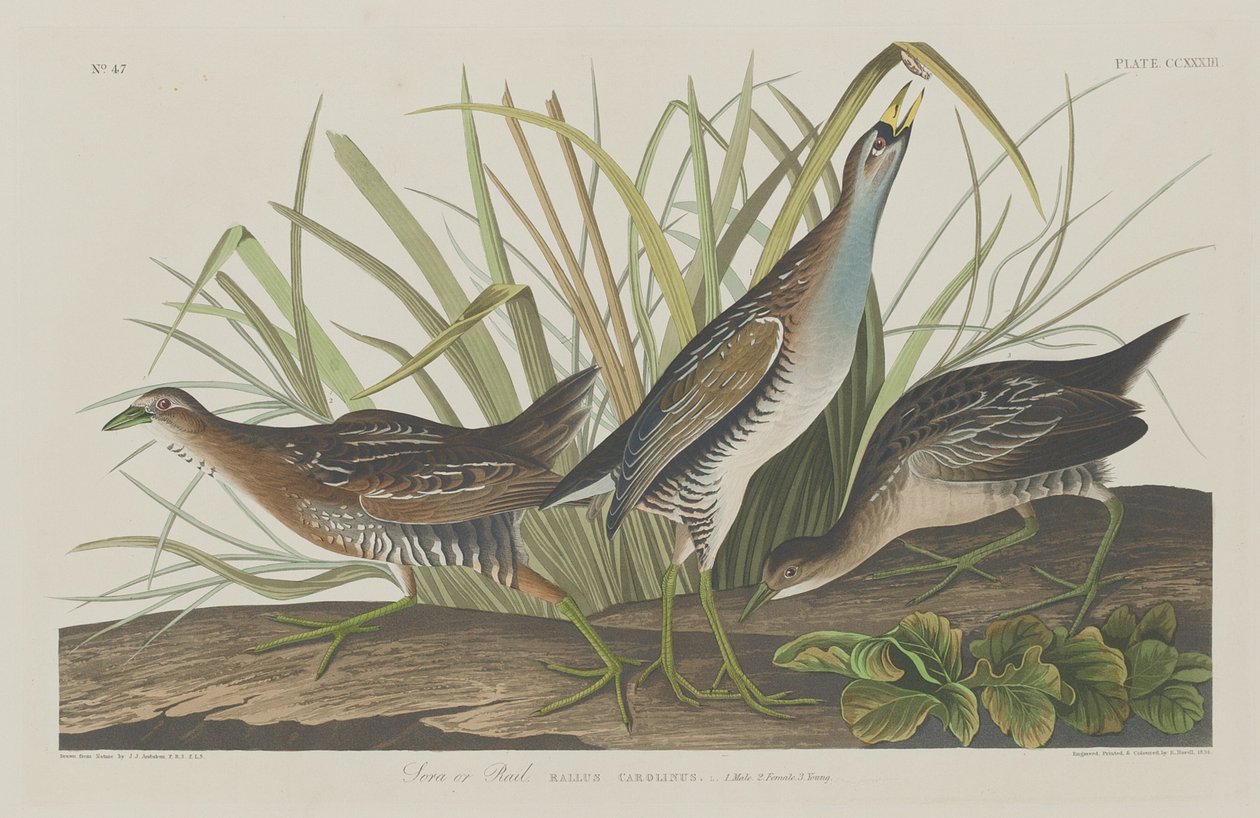 Sora lub Rail autorstwa Robert Havell after John James Audubon